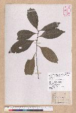 Pasania ternaticupula (Hayata) Schott 三斗石櫟