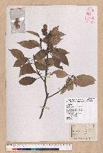 Pasania rhombocarpa Hayata 菱果石櫟