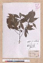 Cinnamomum philippinense (Merr.) Chang 菲律賓樟樹