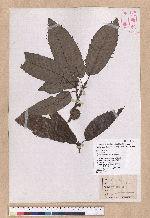 Quercus variabilis Blume 栓皮櫟