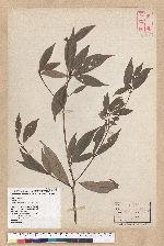 Machilus konishii Hayata 小西氏楠