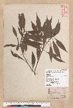 Litsea lii Chang var. nunkao-tahangensis (Liao) Liao 能漢木薑子