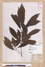 Litsea elongata (Wall. ex Nees) Benth. et Hook. f. var. mushaensis (Hayata) J. C. Liao 霧社木薑子