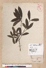 Litsea elongata (Wall. ex Nees) Benth. et Hook. f. var. mushaensis (Hayata) J. C. Liao 霧社木薑子