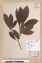 Litsea elongata (Wall. ex Nees) Benth. et Hook. f. var. mushaensis (Hayata) J. C. Liao 霧社木薑子
