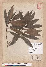 Litsea acuminata (Blume) Kurata 長葉木薑子
