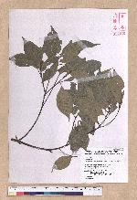 Cinnamomum philippinense (Merr.) Chang 菲律賓樟樹