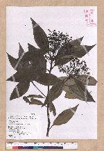 Cinnamomum macrostemon Hayata 胡氏肉桂