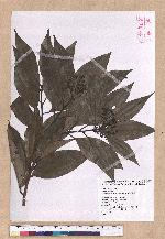 Cinnamomum macrostemon Hayata 胡氏肉桂