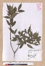 Cyclobalanopsis longinux (Hayata) Schott. 錐果櫟