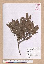 Pasania dodonaeifolia (Hayata) Hayata 柳葉柯