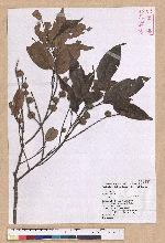 Castanopsis carlesii (Hemsl.) Hayata 長尾栲