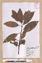 Pasania ternaticupula (Hayata) Schott 三斗石櫟