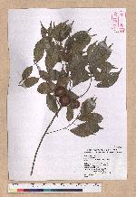 Pasania konishii (Hayata) Schottky 油葉石櫟