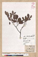 Machilus obovatifolia (Hayata) Kanehira & Sasaki 倒卵葉楠