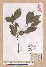 Pasania kodaihoensis (Hayata) Li 后大埔石櫟