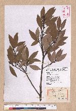 Litsea coreana H. Levl. 鹿皮斑木薑子