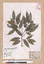 Castanopsis stellato-spina Hayata 星刺栲