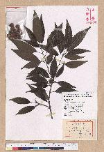 Cyclobalanopsis globosa Lin & Liu 圓果椆