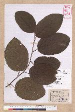 Litsea perrttetii (Blume) F.-Vill. 佩羅特木薑子
