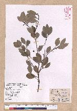 Cinnamomum reticulatum Hayata 土樟