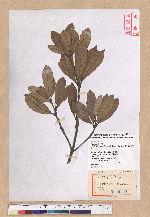 Cyclobalanopsis championii (Benth.) Oerst. ex Schott. 嶺南椆