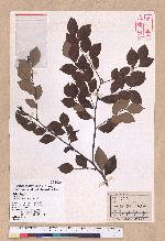 Lindera akoensis Hayata 內冬子