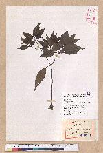 Cyclobalanopsis longinux (Hayata) Schott. 錐果櫟