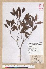 Machilus konishii Hayata 小西氏楠