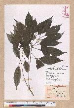 Cyclobalanopsis repandaefolia (Liao) Liao 波緣葉櫟