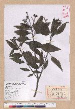 Cyclobalanopsis globosa Lin & Liu 圓果椆
