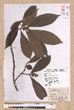 Litsea nakaii Hayata 長果木薑子