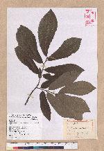Cyclobalanopsis glauca (Thunb.) Oerst. 青剛櫟