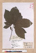 Quercus dentata Thunb. ex Murray 槲樹