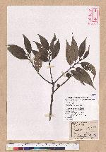 Castanopsis kusanoi Hayata 細刺苦櫧