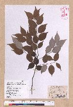 Lindera aggregata (Sims) Kosterm. 天臺烏藥