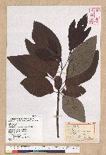 Sassafras randaiense (Hayata) Rehder 臺灣擦樹