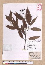 Cinnamomum randaiense Hayata 香桂