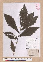 Quercus aliena Blume var. acuteserrata Maxim. ex Wenzig 銳齒孛孛櫟