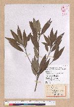 Cyclobalanopsis hypophaea (Hayata) Kudo 灰背櫟