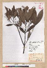 Phoebe formosana (Hayata) Hayata 臺灣雅楠