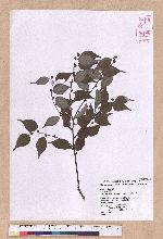 Lindera aggregata (Sims) Kosterm. 天臺烏藥