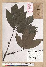 Neolitsea konishii (Hayata) Kanehira & Sasaki 五掌楠