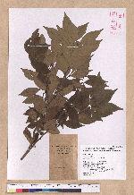 Lindera communis Hemsl. 香葉樹