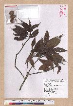 Cyclobalanopsis longinux (Hayata) Schott. var. kuoi Liao 郭氏錐果椆