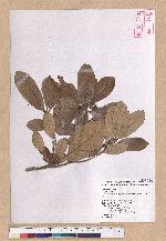 Cyclobalanopsis championii (Benth.) Oerst. ex Schott. 嶺南椆