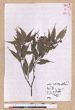 Castanopsis carlesii (Hemsl.) Hayata 長尾栲