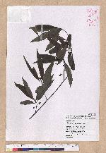 Litsea cubeba (Lour.) Persoon 山胡椒