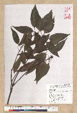Neolitsea parvigemma (Hayata) Kanehira & Sasaki 小芽新木薑子