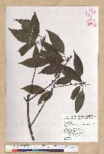 Neolitsea parvigemma (Hayata) Kanehira & Sasaki 小芽新木薑子